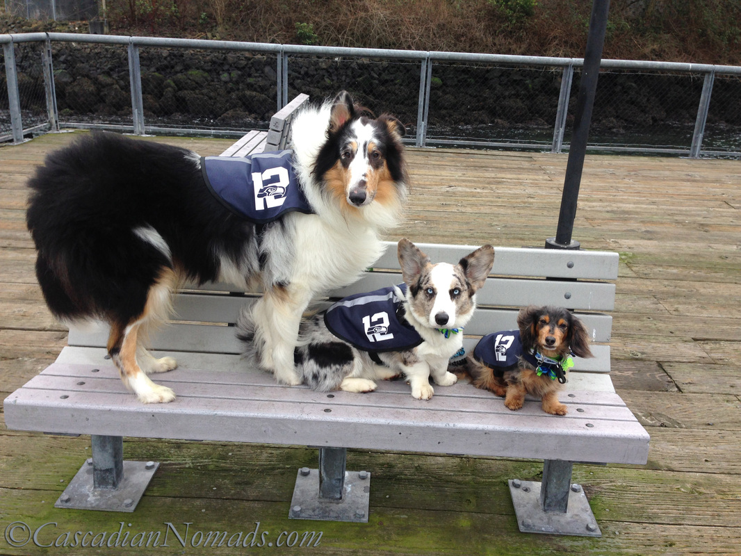 The 12th Dogs at Jack Block Park in West Seattle, Cascadia