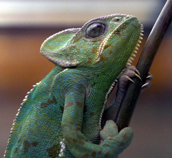A Chameleon, any reptile or pet should never be an impulse purchase #ReptileCare