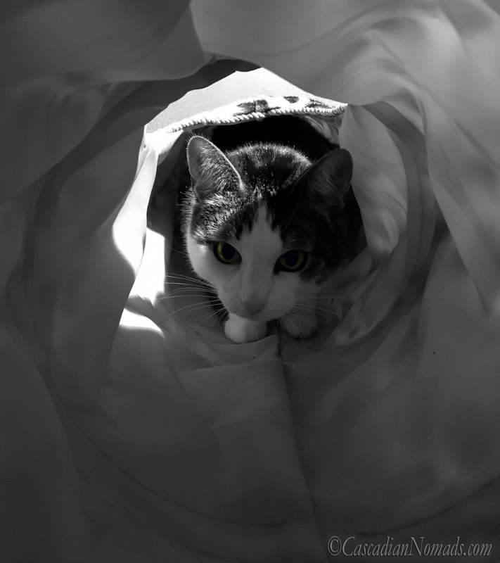 Color splash black and white photo of gree eyed adventure cat Amelia exploring her play tunnel. #DogwoodWeek9 #Dogwood52