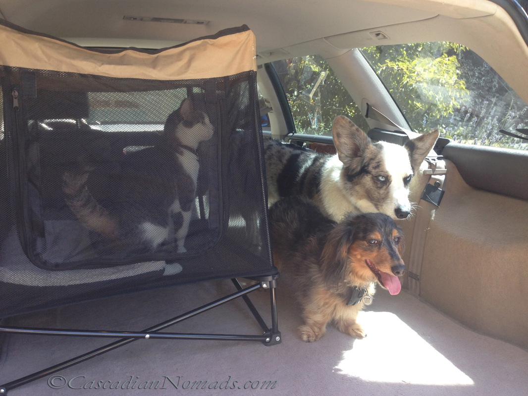 Cat and two dogs in the car.