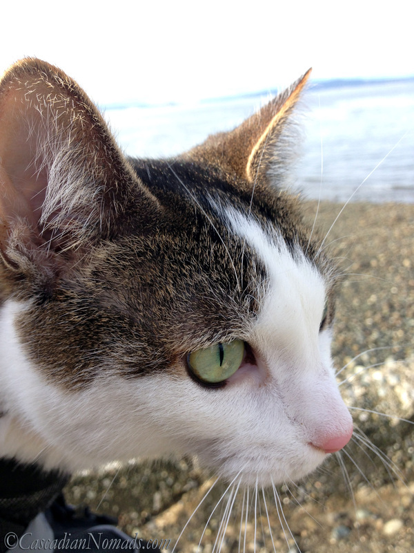 Cat Amelia's selfie from her front pack upon arriving at the beach.