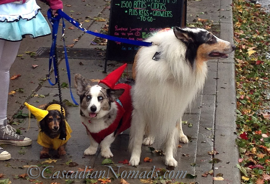 West Seattle Junction Harvest Festival Special: A Collie Dog, Corgi Ketchup & Dachshund Mustard