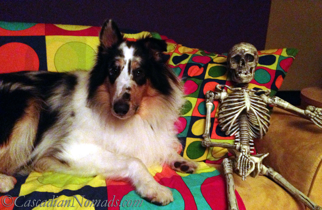 Rough collie dog Huxley shares his couch with a Halloween skeleton
