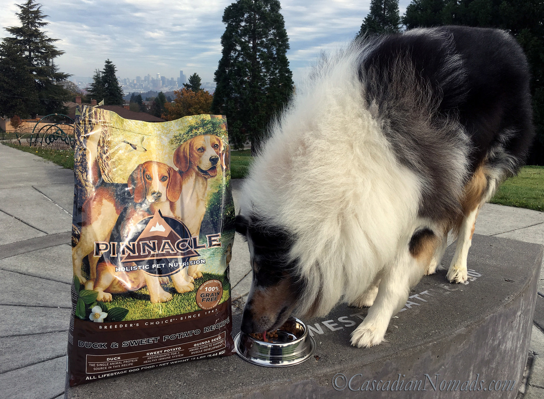 Rough collie Huxley dines on #PinnacleHealthyPets dog food as the autumn wind blows through his fur.