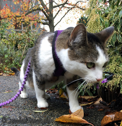 Walk Your Pet Month: How to Teach a Cat to Walk on a Leash. Adventure cat Amelia out and about on her leash.