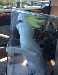 Triton cockatoo rides in his acrylic travel carrier.