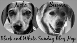 Black & White Sunday Blog Hop Badge