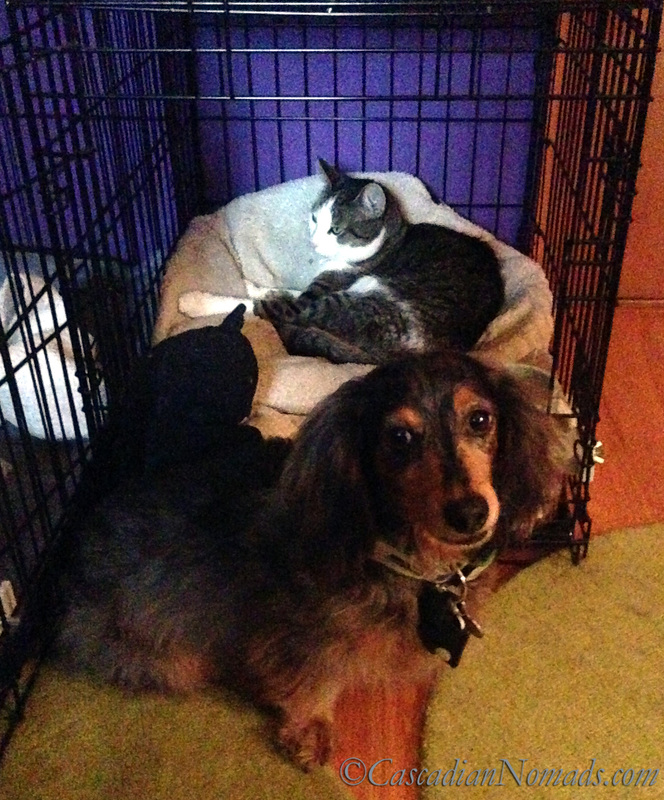 Poor miniature dachshund Wilhelm wonders when cat Amelia will let him back in his crate.
