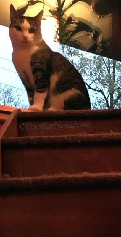 Window sill cat Amelia at the top of her pet stairs.