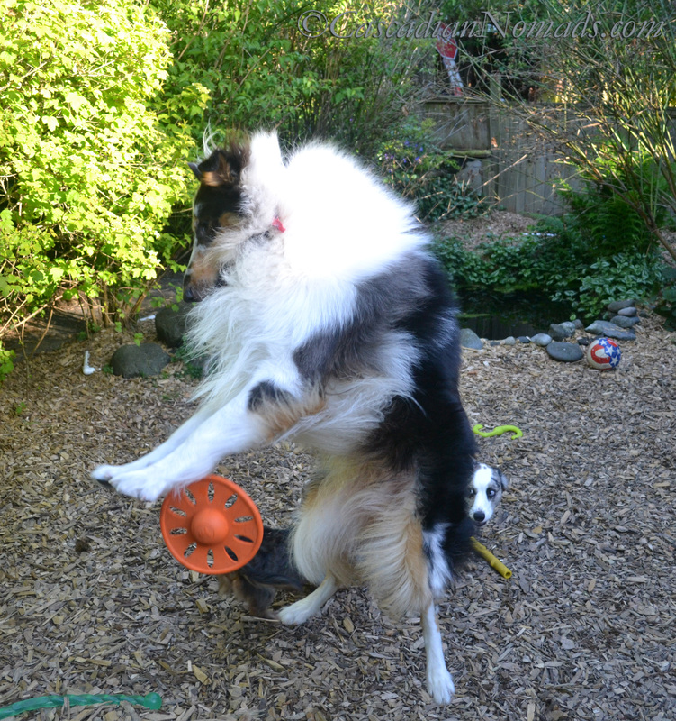 Rough collie, Huxley, leaps for his toy in his yard as only a healthy and happy dog can! #GetHealthyHappy