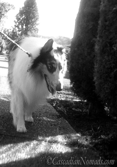Black & White #DogWalkingWeek rough collie photo
