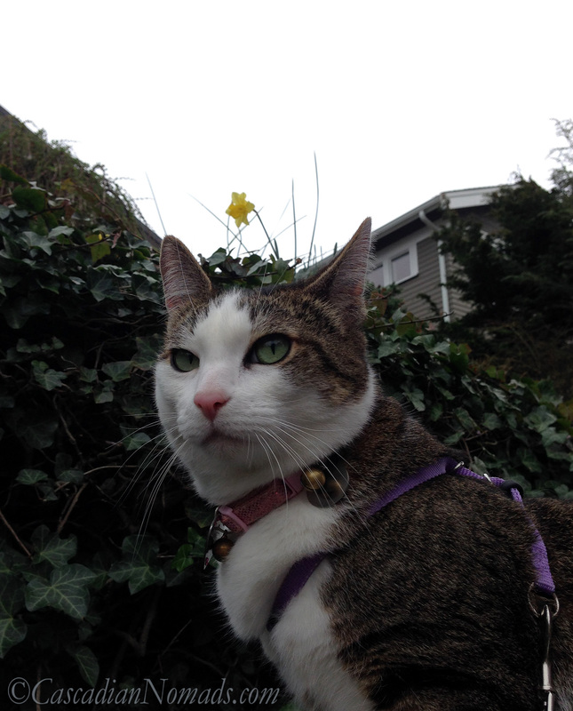 Adventure cat Amelia discovers that her majestic cat selfie has been made silly by a daffy daffodil