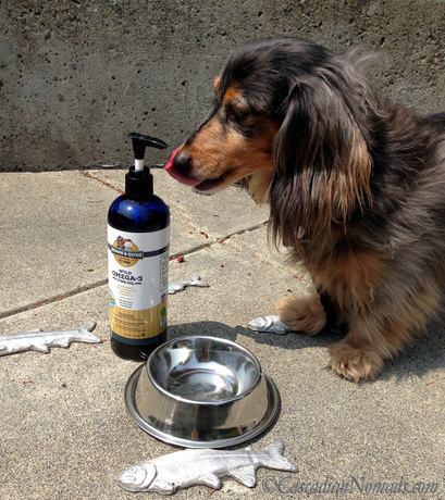Black and tan dapple long haired miniature dachshund Wilhelm and his new favorite treat, Bonnie and Clyde Premium Pet Goods Wild Omega-3 Fish Oil Supplement for Dogs with Natural Vitamin E