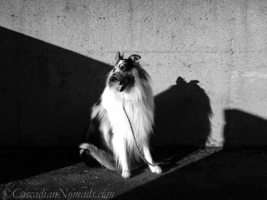 Black and white photo of rough collie dog Huxley in sun and shadow looking to the West