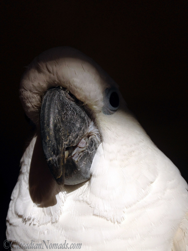 A dramatic shadwo and light close up of Triton cockatoo Leo