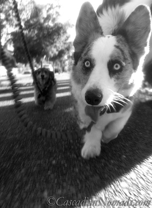 Black and whote photo of a dachshund and a corgi walking on a shadow striped sidewalk.
