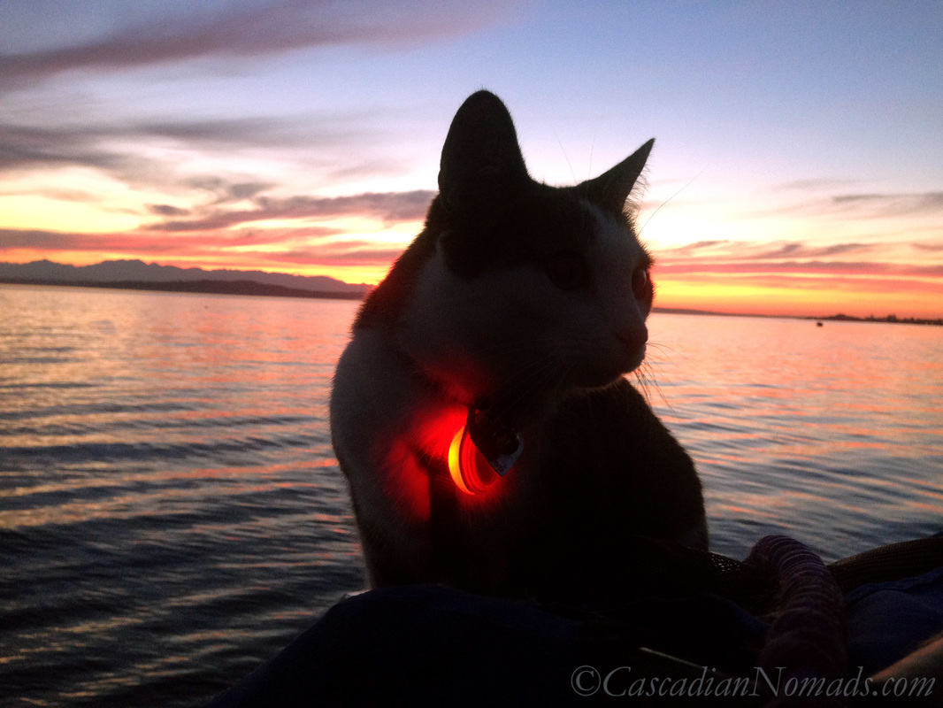 Adventure cat Amelia out for a red Puget Sound summer sunset stroll wearing a red safety light.