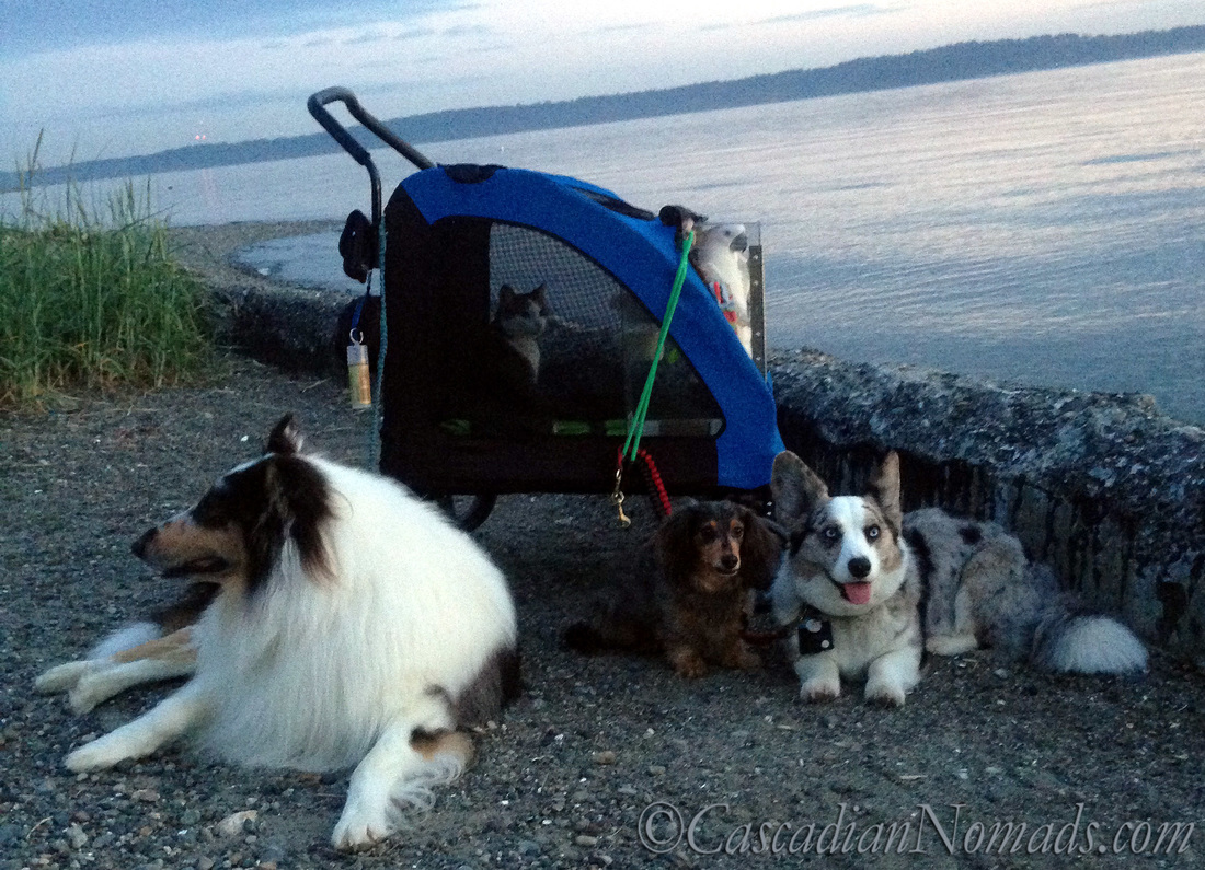 The Cascadian Nomads well trained five pets at Lowman Beach Park, Seattle