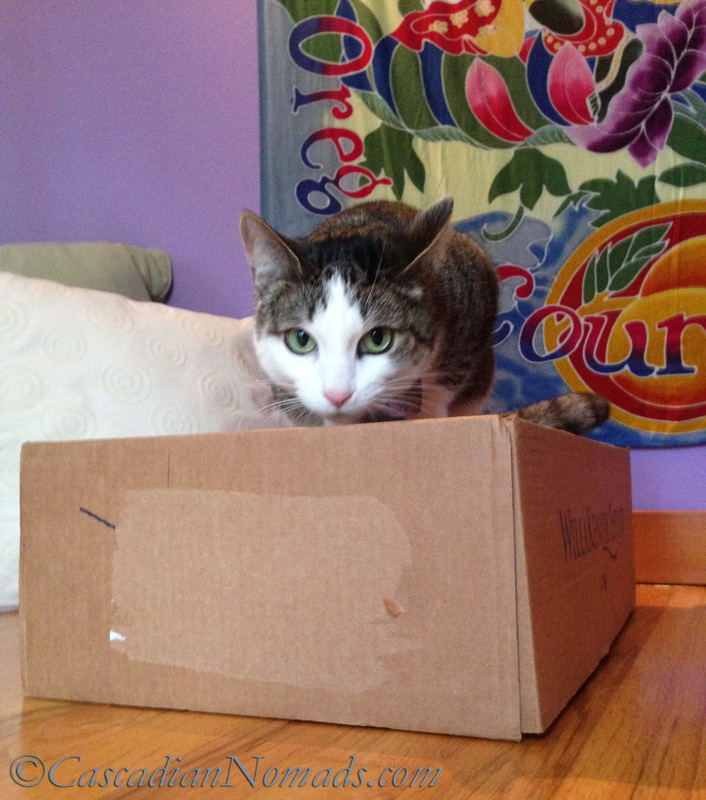 Best Cat Training Tool: A Cardboard Box