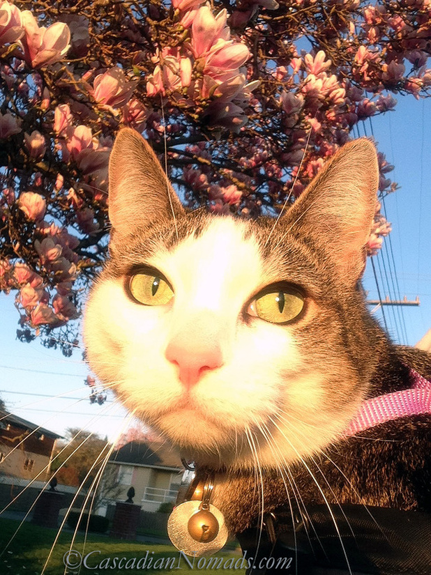 Adventure cat Amelia in the glowing Seattle sunshine with a blooming magnolia tree.
