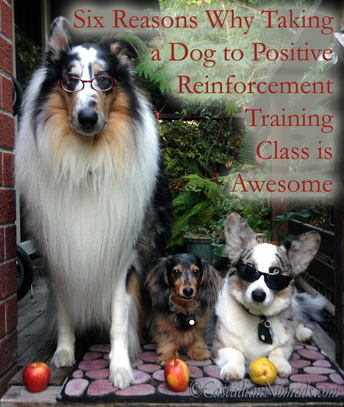 Six Reasons Why Taking A Dog To Positive Reinforcement Training Class Is Awesome: smart dogs rough collie Huxley, miniature dachshund Wilhelm and Cardigan Welsh corgi Brychwyn are ready for school.