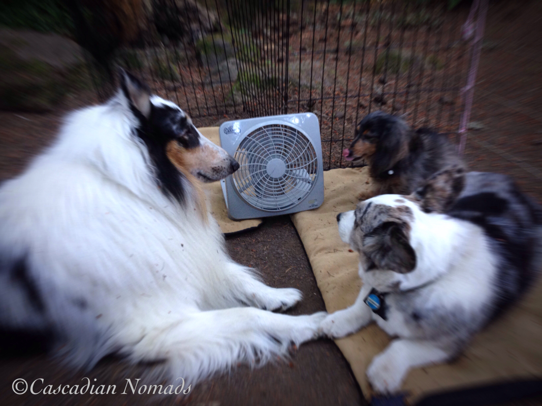Three camping dogs, rough collie Huxley, Cardigan Welsh corgi Brychwyn and miniature dachshund Wilhelm, cooling off in front of a battery powered fan.