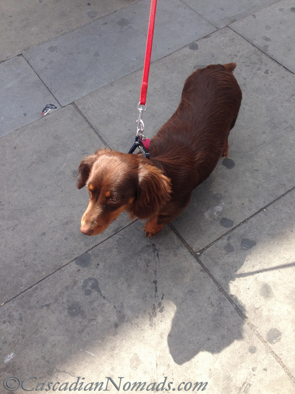 Chocolate long haired dachshund at the bus stop in London.