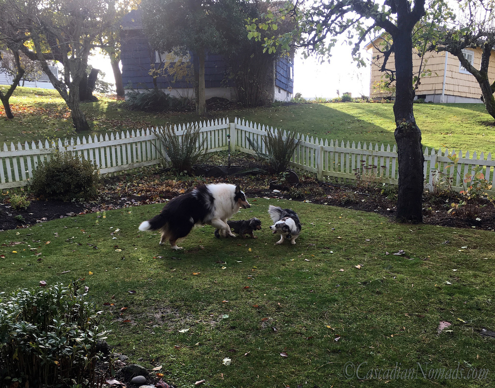 Rough collie Huxley leaps in to play with Cadrigan Welsh corgi Brychwyn and miniature dachshund Wilhelm.