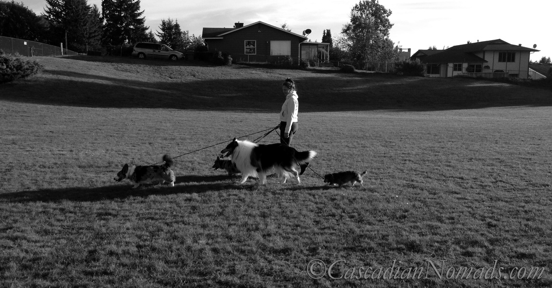 Black & White #DogWalkingWeek photo: four dogs