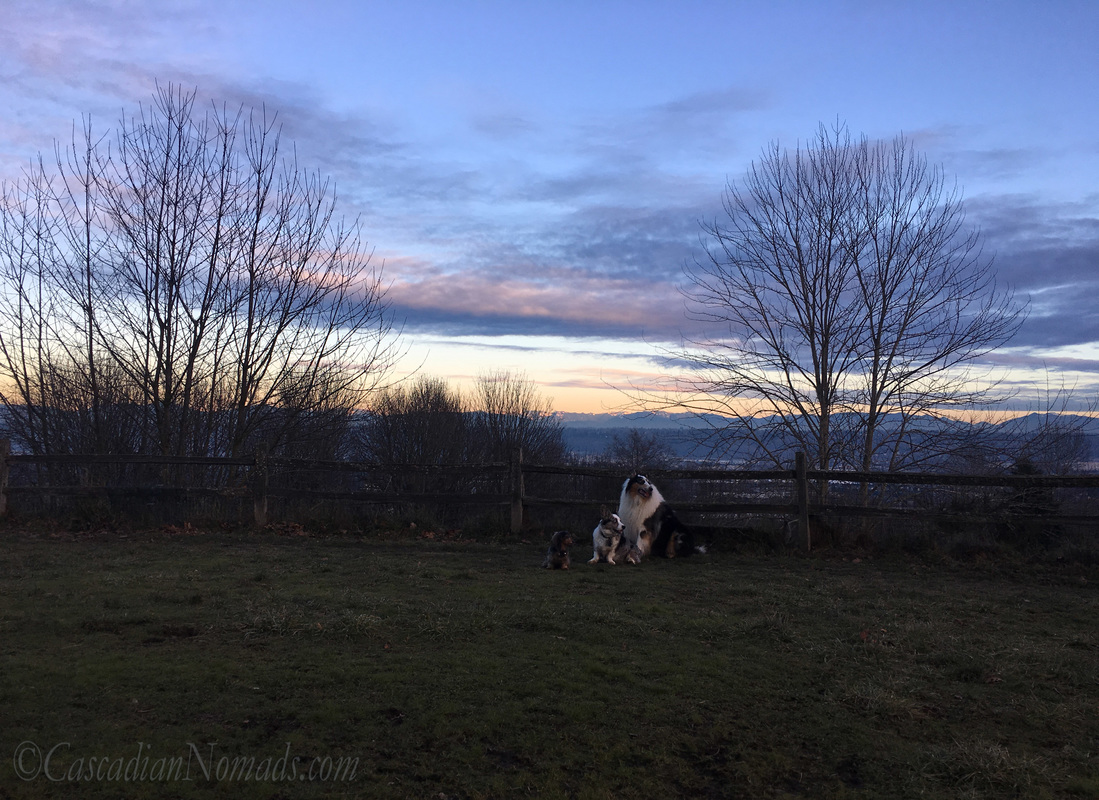 Miniature dachshund Wilhelm, Cardigan Welsh Corgi Brychwyn and rough collie Huxley in front of the Cascade Mountain Range view at dusk, Grandview Off-Leash Dog Park, SeaTac, Washington, Cascadia #DogwoodWeek2