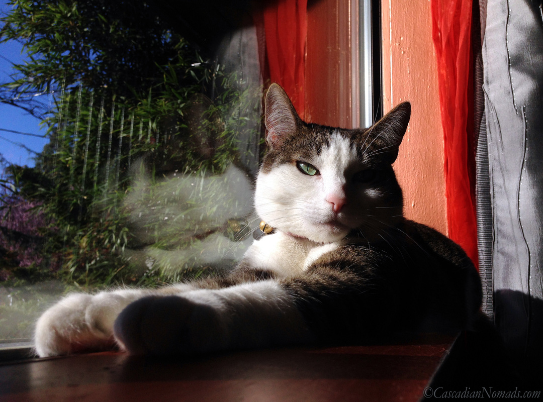 Seattle cat Amelia enjoys a sunny spring window sill