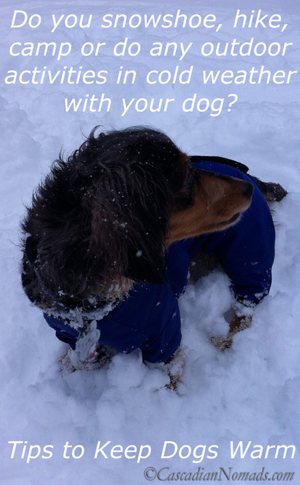 Tips to Keep Dogs Warm During Pet Friendly Outdoor Activities- Miniature dachsund Wilhelm models one of his snowsuits and the snowball that stick to him.