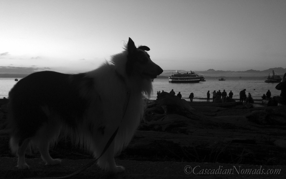 Rough collie during the Christmas Ship Festival at Lowman Beach Park in West Seattle