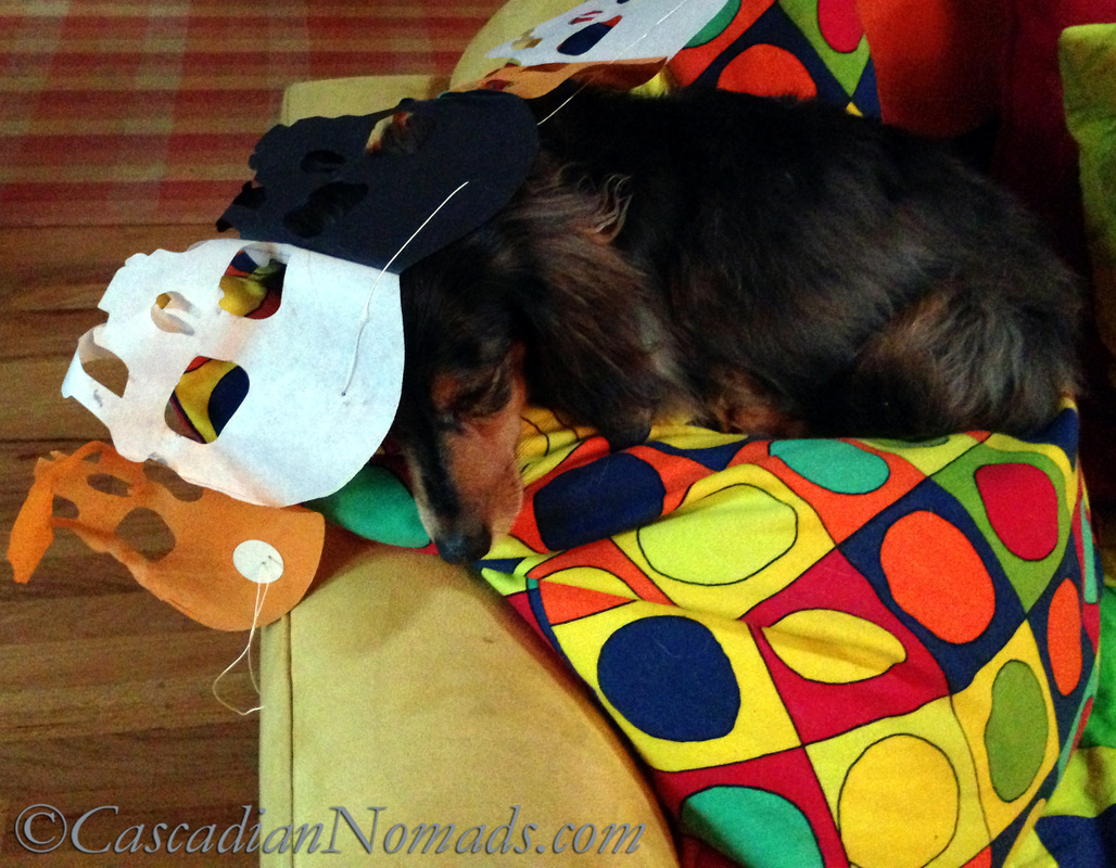 Miniature long haired dachshund dog Wilhelm naps under a Halloween skull banner