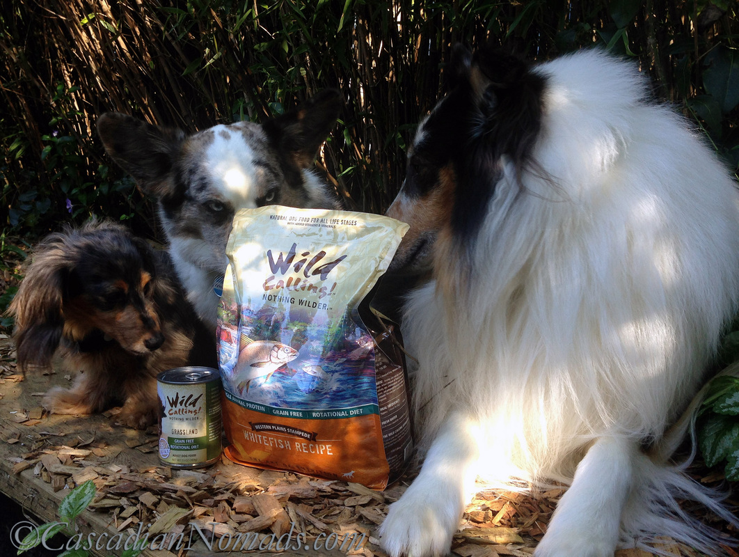 Three dogs awaiting a Wild Calling! dog food meal in the great outdoors #TheArtofNutrition