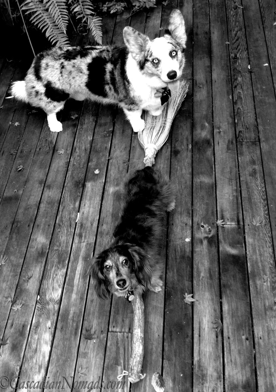 Cardigan Welsh corgi Brychwyn and miniature dachshund Wilhelmtry their paws at flying on a witches broom: BBlack and White Photography of Dogs.