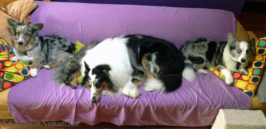 Four dogs find comfort on a couch: Blue Merle Cardigan Welsh Corgi's Morgan & Brychwyn bookend miniature dachshund Wilhelm and rough collie Huxley.