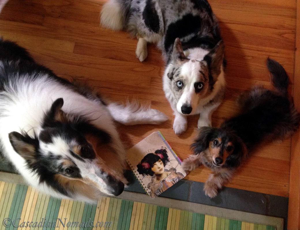 Positive Reinforcement Training For Five Pets In Six Steps | #MultiPetMania: Rough collie dog Huxley, cardigan welsh corgi dog Brychwyn and miniature dachshund dog Wilhelm pose with the pets new training journal