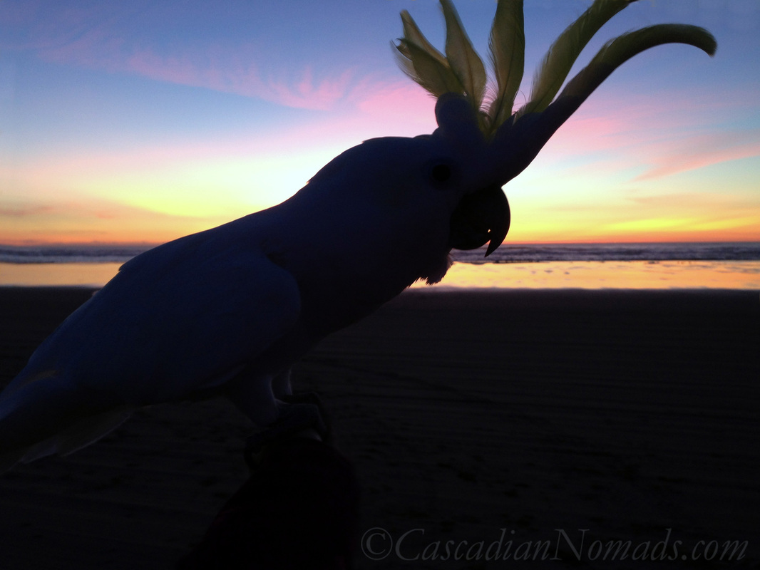 Cascadian Nomads psittacine silouetted against the sunset, Long Beach, Washington: traveling Triton cockatoo Leo