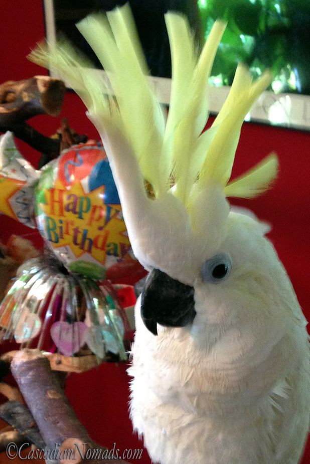 Triton Cockatoo Leo with a Happy Birthday Balloon.