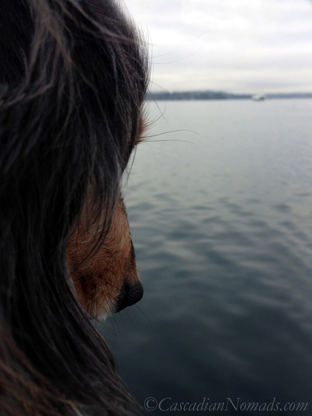 Miniature dachshund Wilhelm watching a ferry on Puget Sound on gray winter day