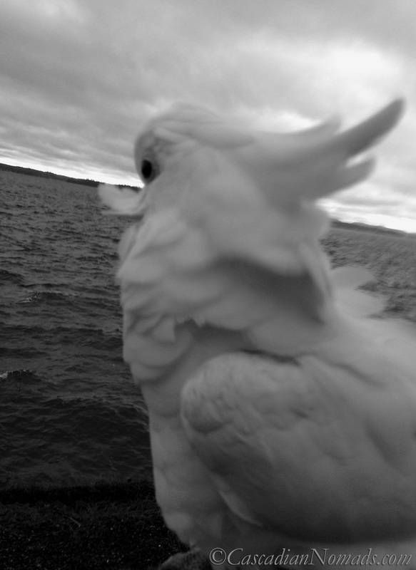 A gorgeous black and white photograph of a cockatoo viewing a Puget Sound sunset