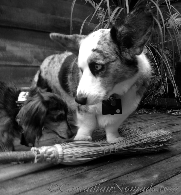 Cardigan Welsh corgi Brychwyn and miniature dachshund Wilhelmtry their paws at flying on a witches broom: Black and White Photography of Dogs.. 
