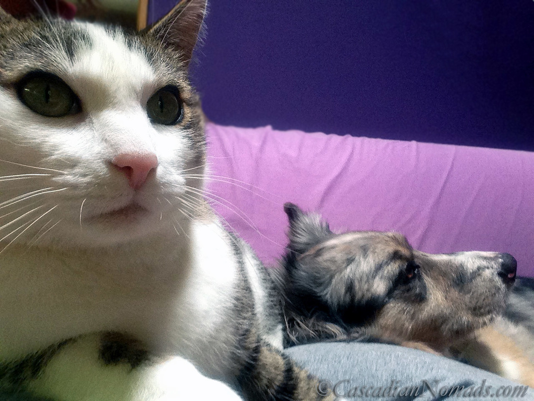 Cat selfie by Amelia featuring blue merle cardigan welsh corgi Morgan