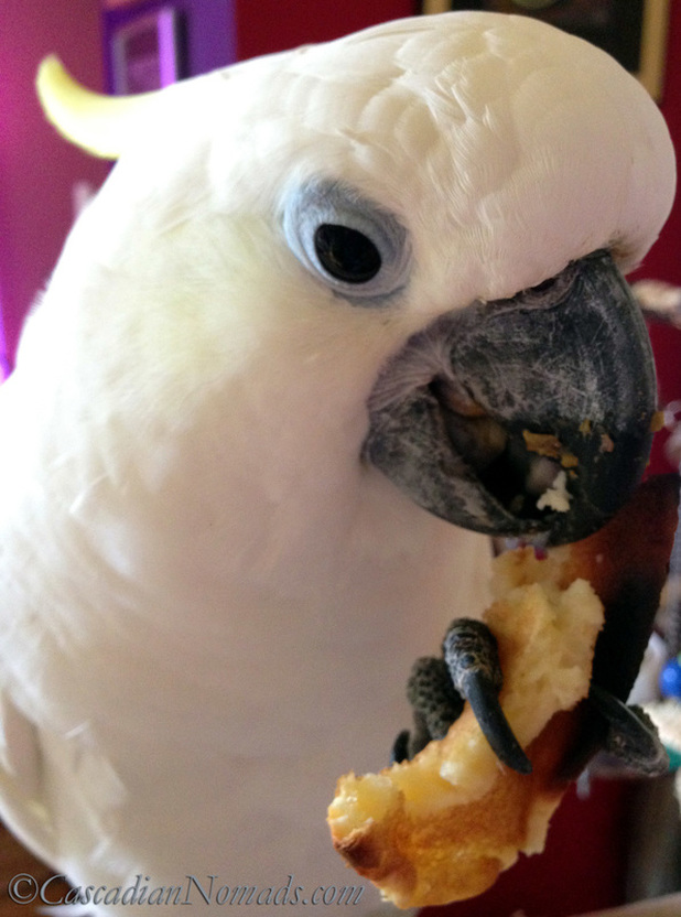Who Are The Best Travel Buddies? Ask The World's Worst Roommates... Five Pets: Trtion cockatoo Leo enjoys a pancake breakfast