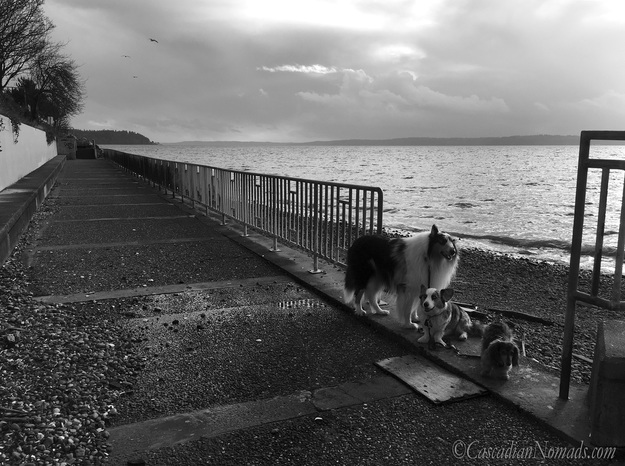 Three dogs and a Puget Sound storm: rough collie, Cardigan Welsh corgi, and miniature dachshund dog storm watchers at Emma Schmitz Memorial Overlook, West Seattle, Washington, Cascadia. #DogwoodWeek4 #Dogwood52