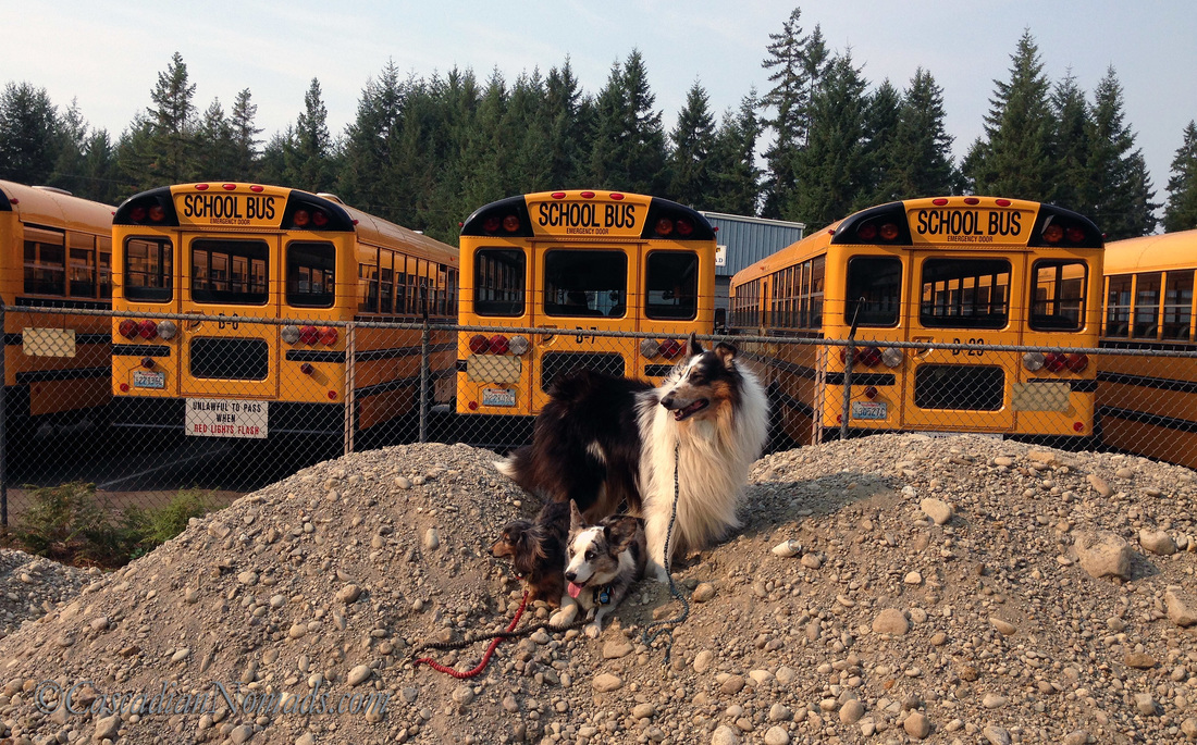 Dogs with school buses: miniature dachshund Wilhelm, Cardigan Welsh corgi Brychwyn and rough collie Huxley take a road trip break to pose for a school photo