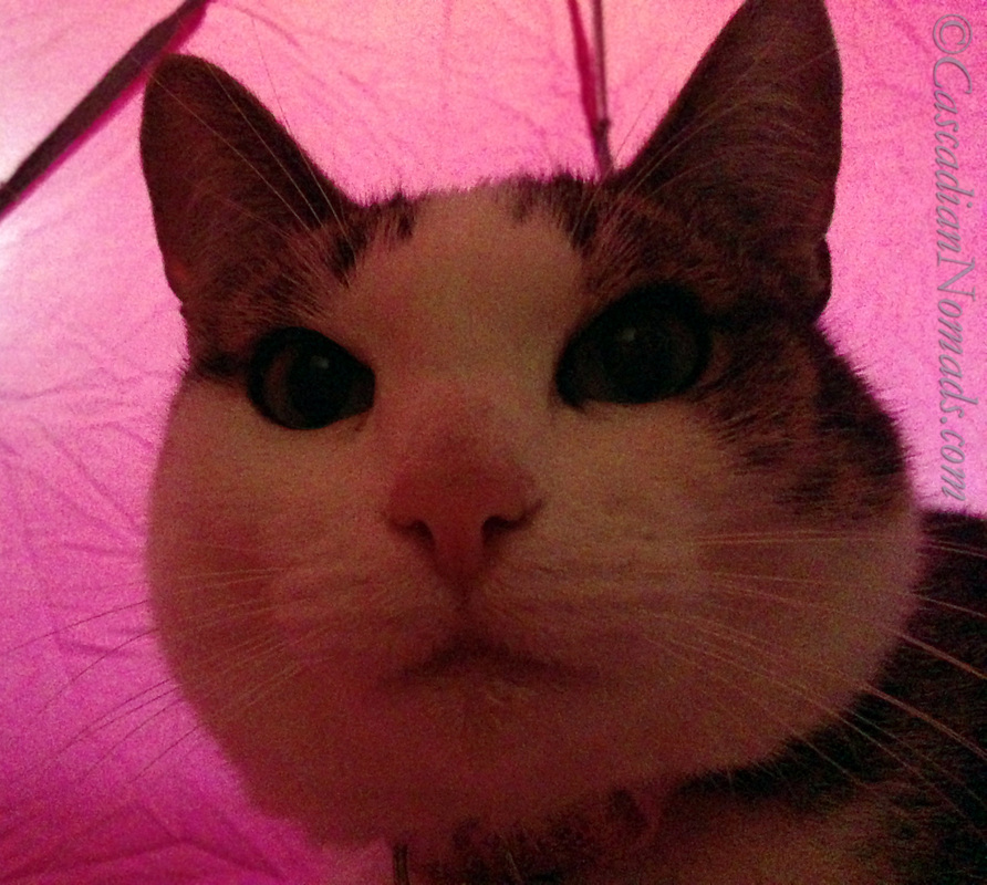 Cat Amelia on a rainy Seattle adventure under a pink umbrella.