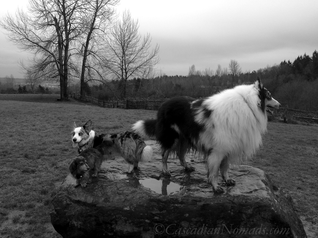 Wet and muddy dachshund, corgi and collie dogs on a rock at Grandview Off Leash Dog Park, SeaTac, Washington, Cascadia