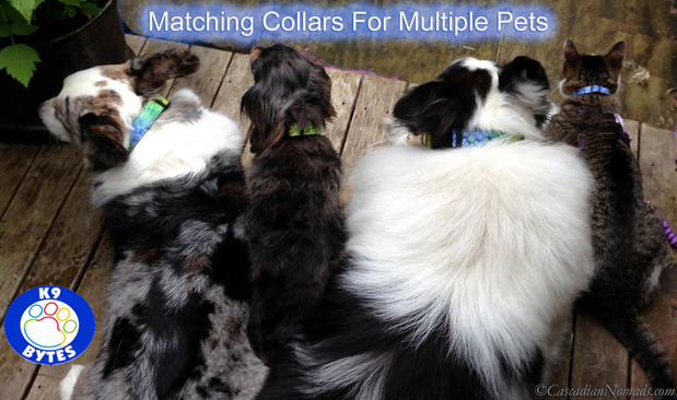 Matching Collars For Multiple Pets: Three dogs and a cat in K9 Bytes collars
